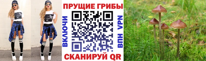 цена наркотик  Малая Вишера  даркнет наркотические препараты  Псилоцибиновые грибы мицелий 